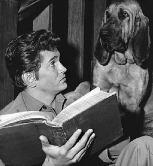 hound dog